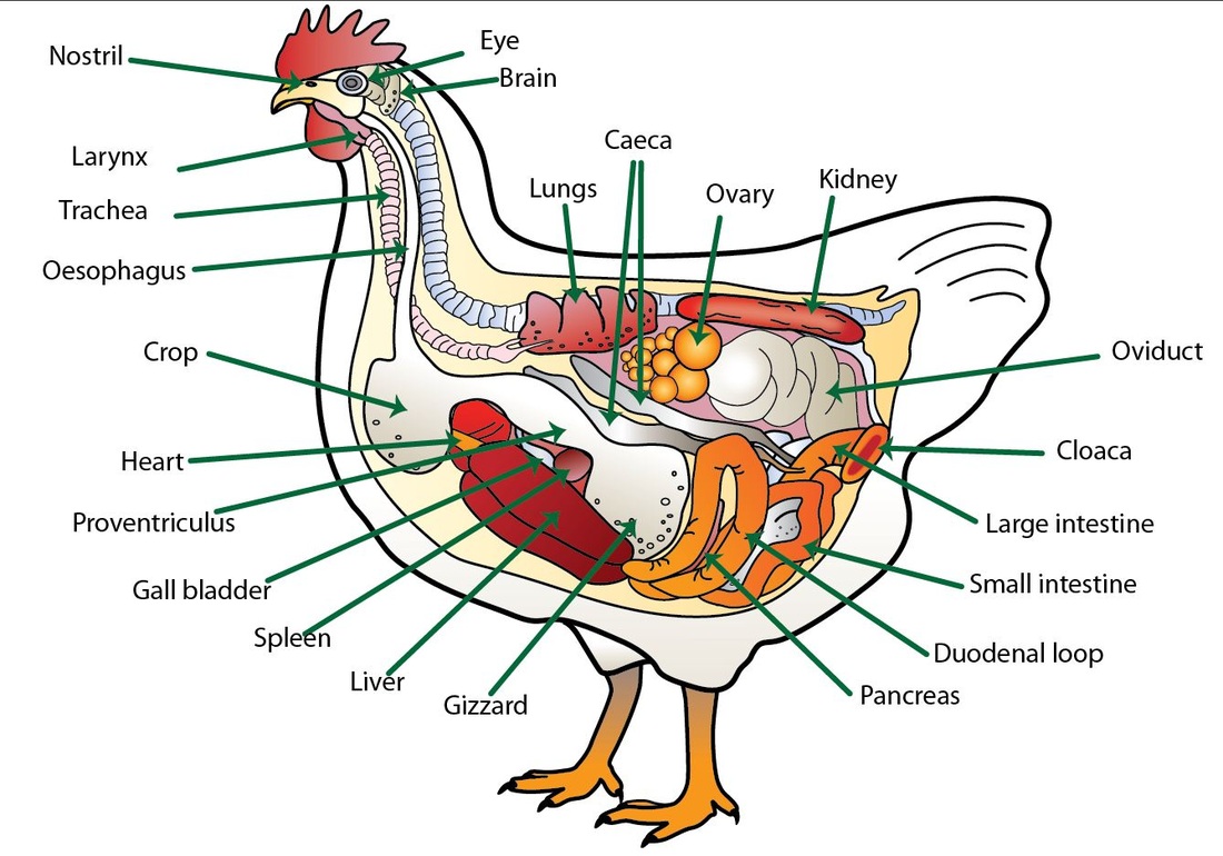 Digestion- You're on the Right Tract - Poultry vs. Ruminant and Non