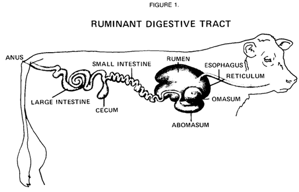 Blog Archives - Digestion- You're on the Right Tract