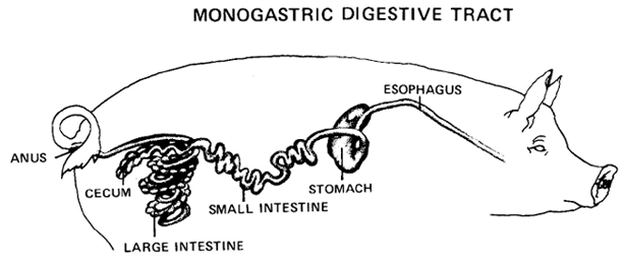 Ruminant v. Non-Ruminant - Digestion- You're on the Right Tract